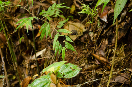 mariposa