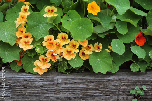 Pale Apricot Nasturtium with wood trim under