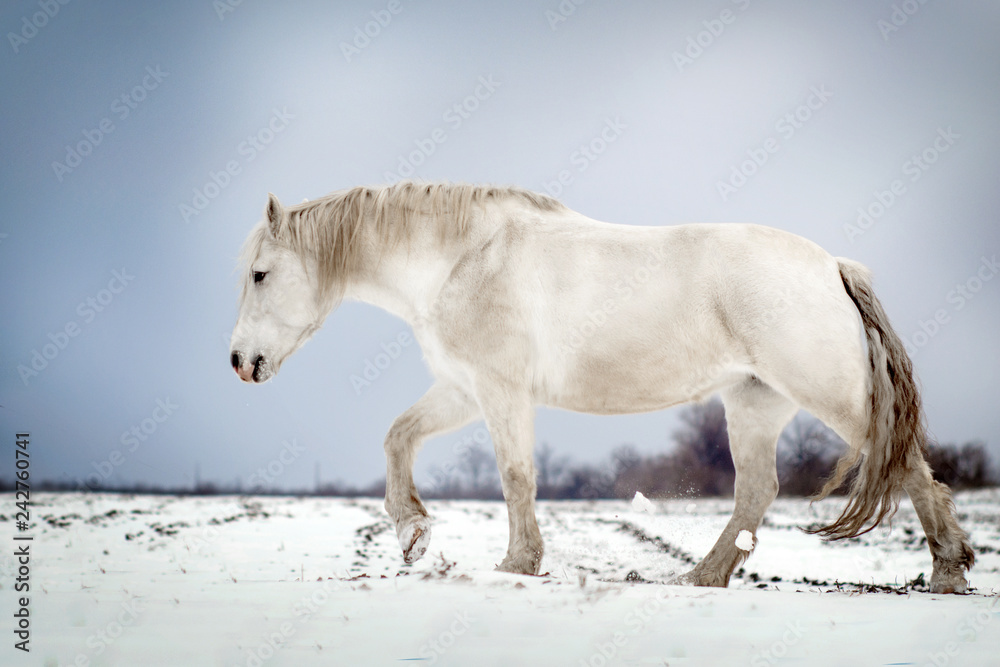 Obraz premium biały koń piękny portret stojak zima pole śnieg niebieskie tło