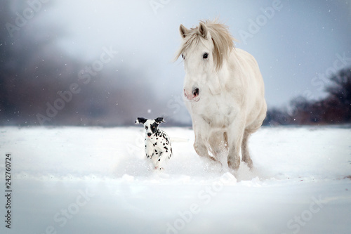 Photography Dalmatian dog and white horse best friends beautiful winter portrait magic look