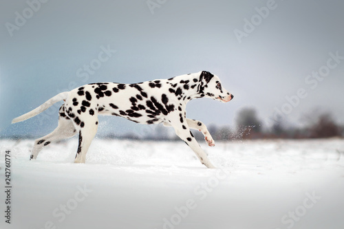 dog dalmatian running through the snow field fun