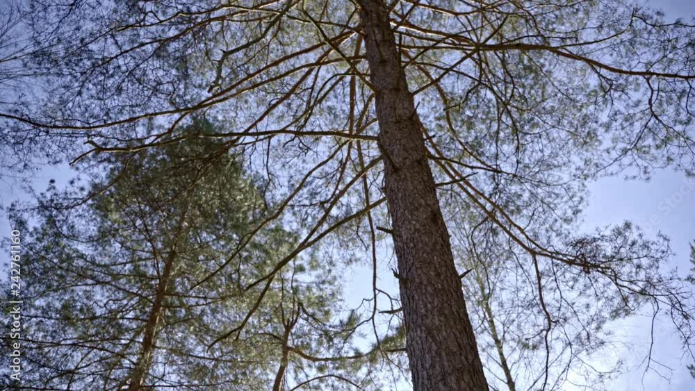 branches of pine trees in slovenian woods branches of pine trees in slovenian woods