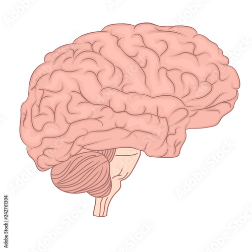Human brain organ anatomy diagram. colorful design. side view. vector