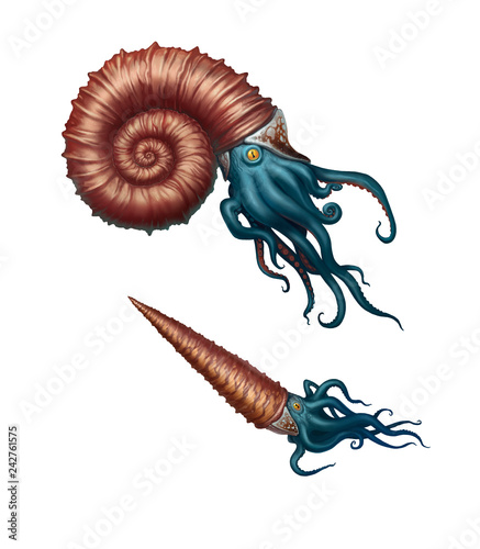 Giant ammonite and cameroceras on a white background. Giant ancient mollusks of the Cretaceous period. photo