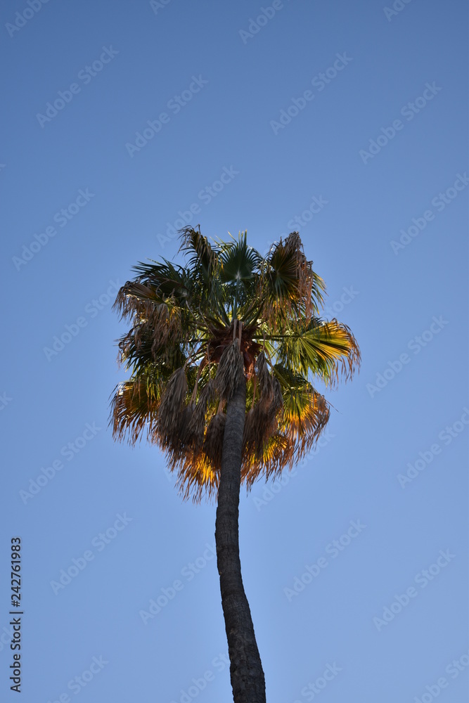 Fototapeta premium palm tree against blue sky