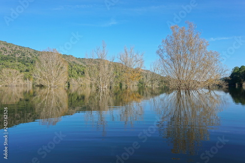 Trees standing in water in a calm lake with reflections on water surface, Spain, reservoir of Boadella, Girona, Alt Emporda, Catalonia