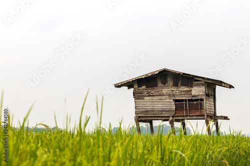Old wooden huts ruin in the rice fields. © kaentian