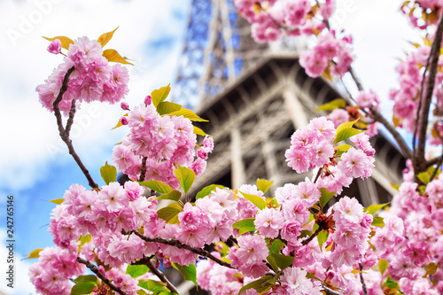 Eiffel tower in the branches of blooming cherry