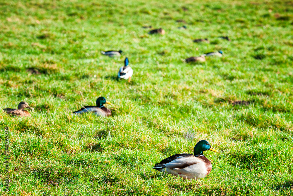 Obraz premium Ducks in the green grass