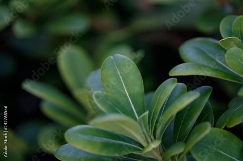 close-up detail of green fleshy leaves of a shrub plant