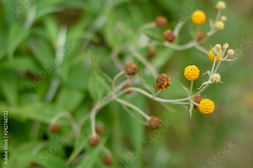 Flor 