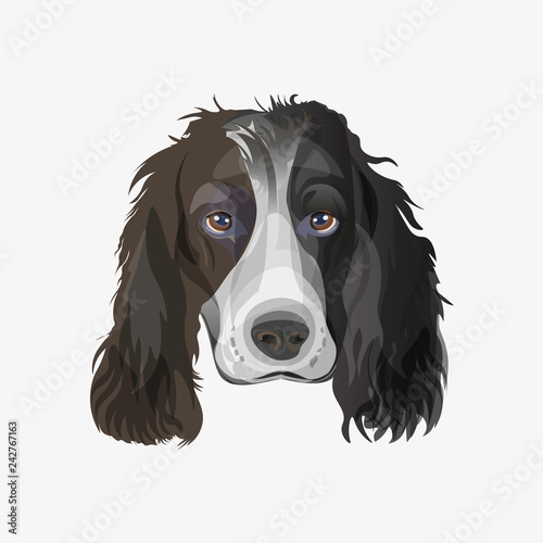 English springer spaniel dog