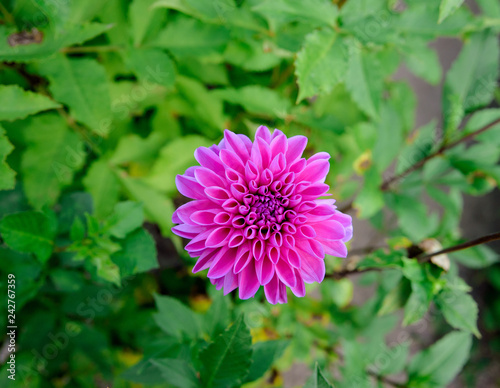 Fototapeta Naklejka Na Ścianę i Meble -  Dahlia flowers during blossoming