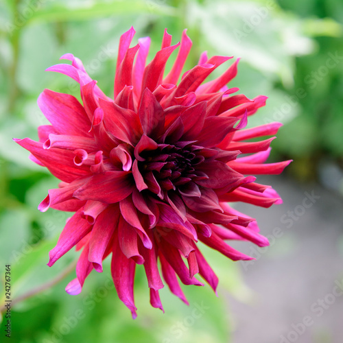 Fototapeta Naklejka Na Ścianę i Meble -  Dahlia flowers during blossoming