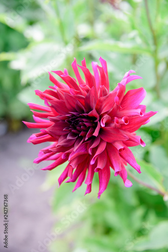 Fototapeta Naklejka Na Ścianę i Meble -  Dahlia flowers during blossoming