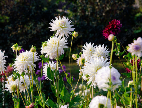 Fototapeta Naklejka Na Ścianę i Meble -  Dahlia flowers during blossoming
