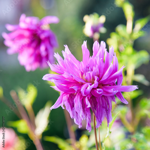 Fototapeta Naklejka Na Ścianę i Meble -  Dahlia flowers after blossoming