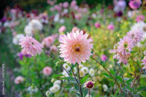 Dahlia flowers during blossoming