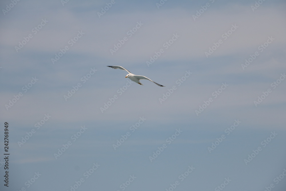 seagull in flight