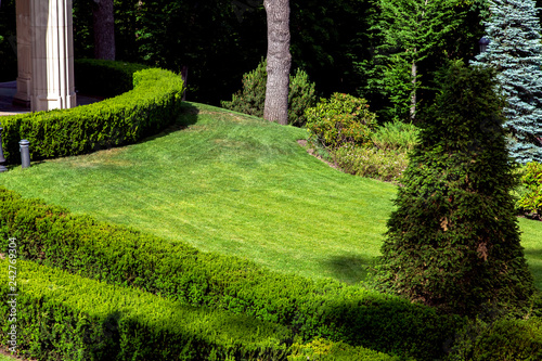 landscape design of a green meadow with a lawn and bushes planted around the boxwood hedge.
