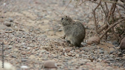 Atlas Gundi rodent cleaning fur and then run away
