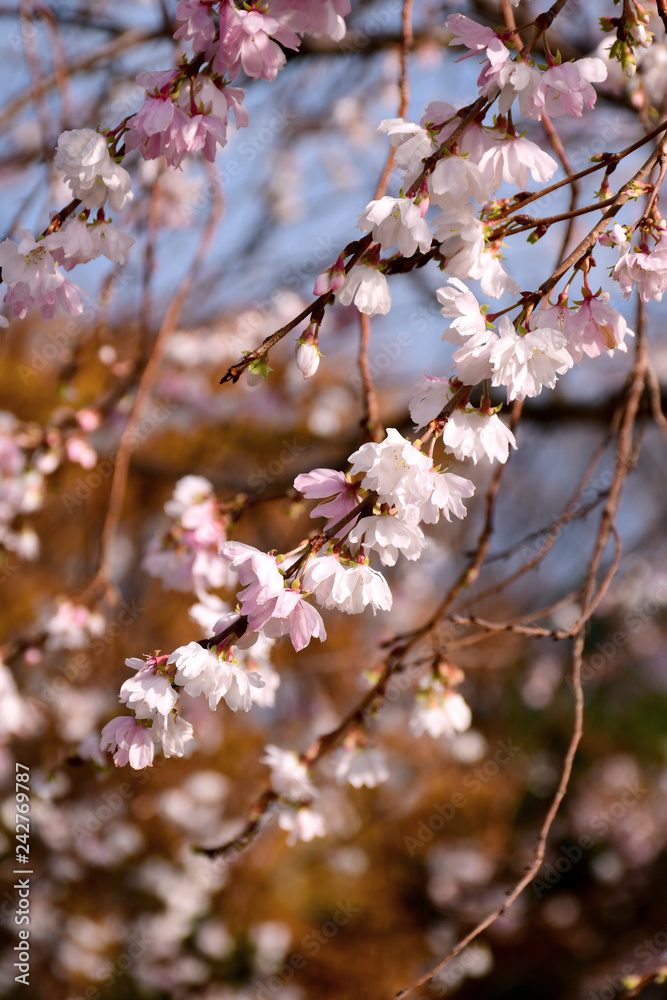 Autumnalis Makino blossom Kenrokuen Park. Autumnalis Makino blossom Kenrokuen Park.