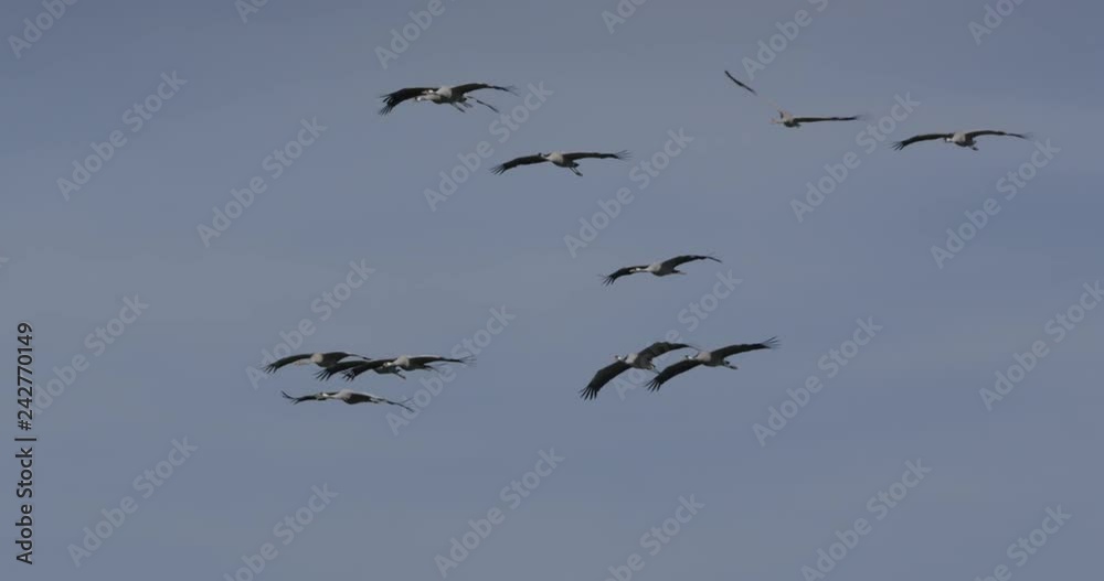 common cranes in autumn - vorpommern, Germany common cranes in autumn - vorpommern, Germany