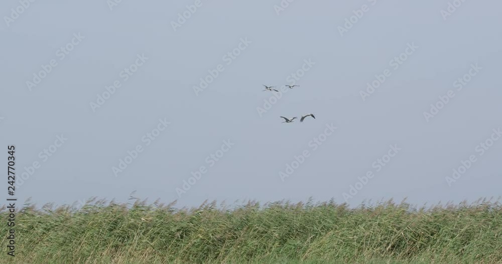 common cranes in autumn - vorpommern, Germany common cranes in autumn - vorpommern, Germany