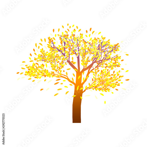 Lonely autumn tree with bright foliage  on a transparent background