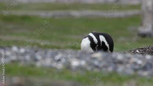 Humboldt Penguin taking care of his feathers