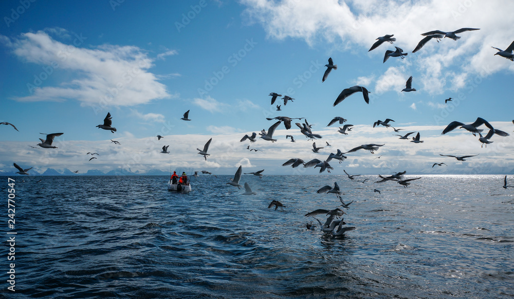 Gulls on the water.Birds of the sea water and the boat.A lot of seagulls