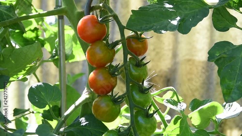 Tomato plant with red and green cherry tomatoes
