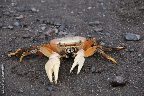 Le Paki  i de Nuku Hiva  crabe-  les Marquise 