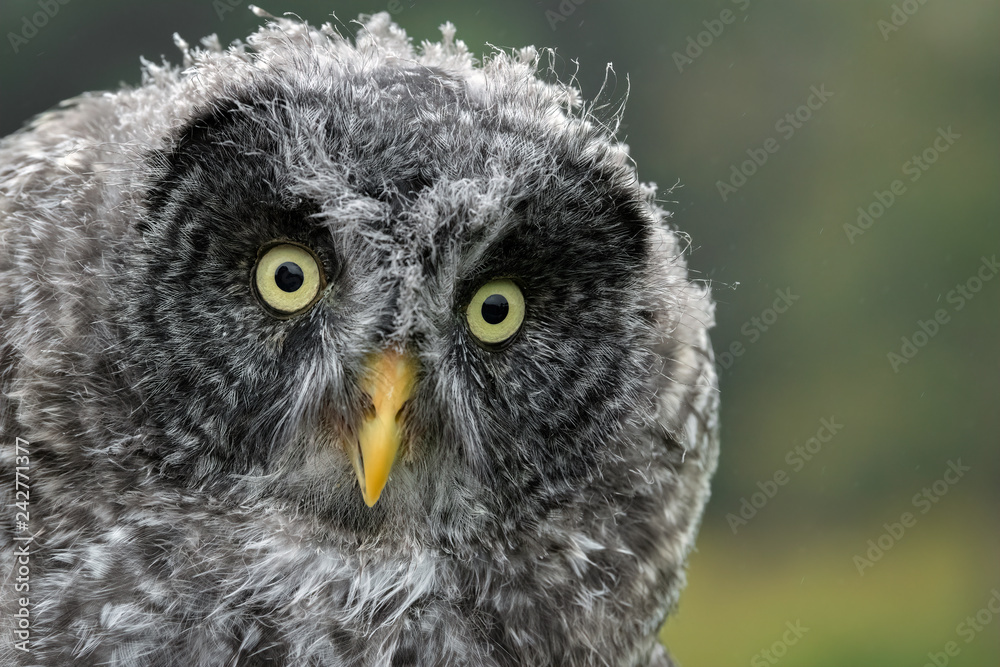 Close Up of a Juvenile Great Gray Owl Close Up of a Juvenile Great Gray Owl