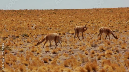 Vicunas in the chilean prairie /pan from left to right