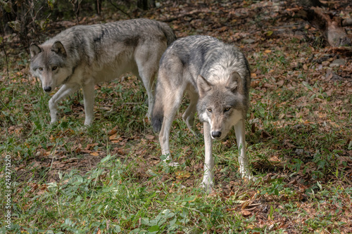 Two gray wolves in a clearing.  Shallow depth of field so only the wolf in front is in sharp focus. © Lori Labrecque