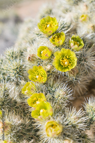 Large Group of Silver Cholla Flowers in California Desert photo