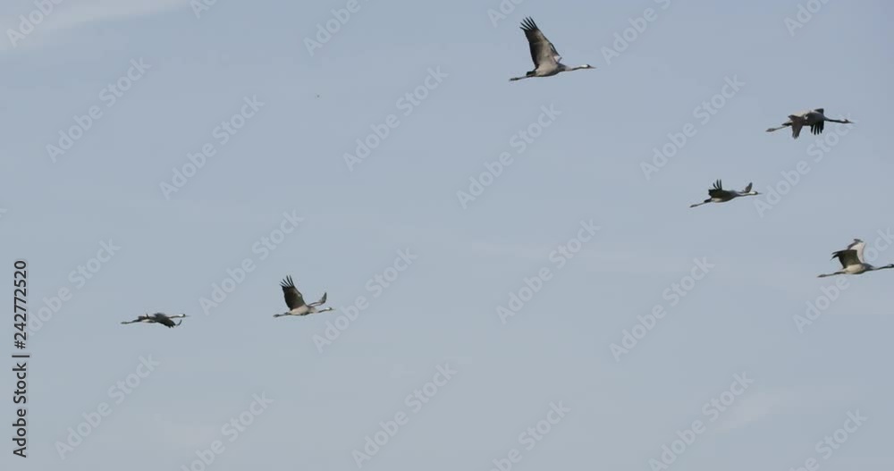 common cranes in germany - vorpommern common cranes in germany - vorpommern