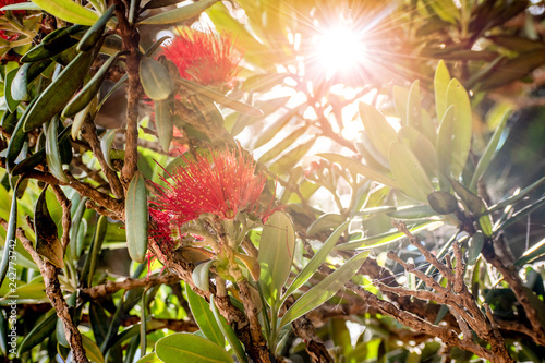 A beautiful photo of a pohutukawa tree with the sun behind