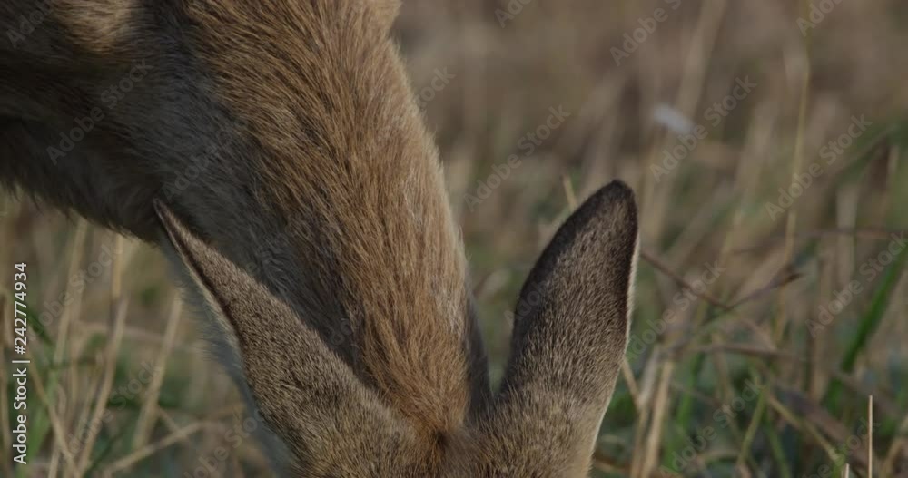 roe deer on a meadow with common cranes roe deer on a meadow with common cranes