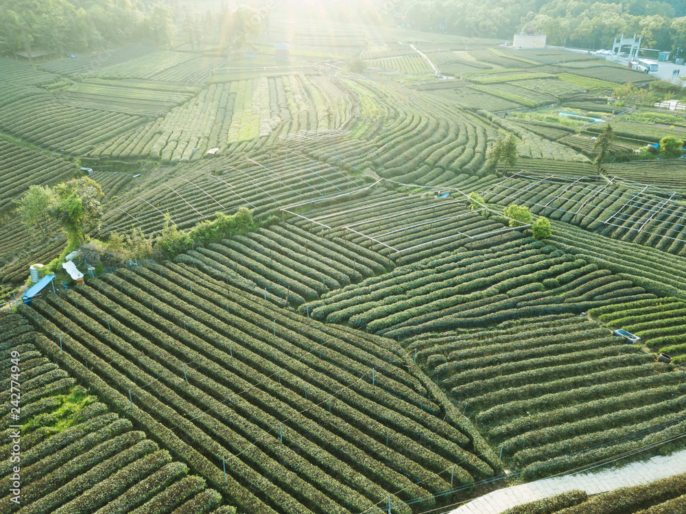 Aerial photography green tea garden