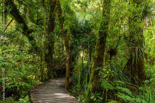 Path through the Waipoua Kauri Forest on New Zealand photo