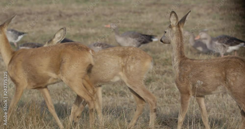roe deer on a meadow with common cranes roe deer on a meadow with common cranes