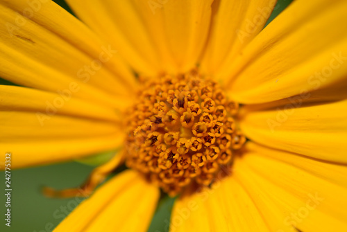 Yellow Wildflower