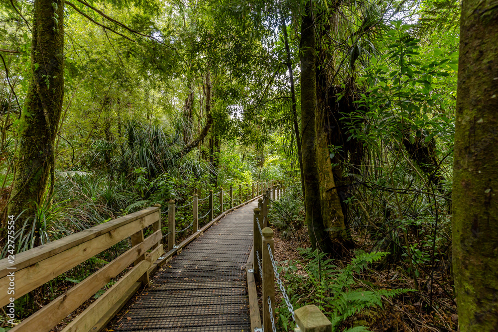 Path through the Waipoua Kauri Forest on New Zealand Path through the Waipoua Kauri Forest on New Zealand