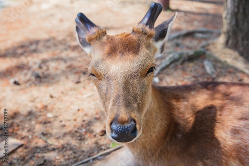 deer in Nara Koen Park photo