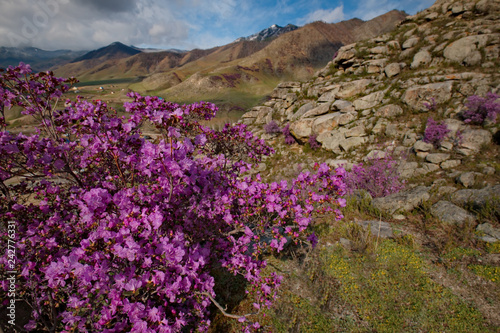 Russia. Mountain Altai. Chuyskiy tract in the period of the flowering of Maralnik  Rhododendron .