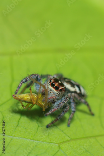 jumping spider feeding on young lynx spider on green leaf