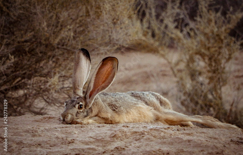 Jack Rabbit