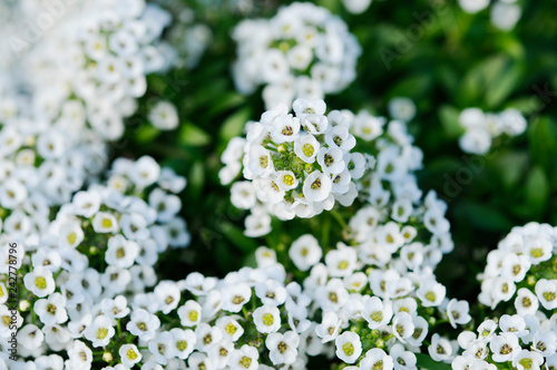 白い花　スイートアリッサム photo